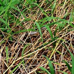 See the little cayman?