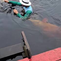 Never saw a pink dolphin before; not very cute (most visible @ end of video).
