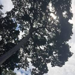 Just looking 'up'.
