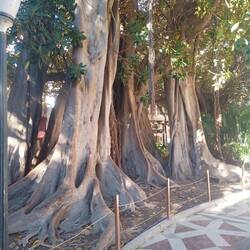In der Altstadt von Alicante gibt es auch viel Grün zu entdecken - große australische Ficus-Bäume.
