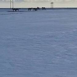 Les rennes, on avait vu leurs traces qu'on avait suivies !