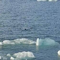 Nos premiers phoques !