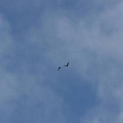 Les fameux "Sea Eagle"