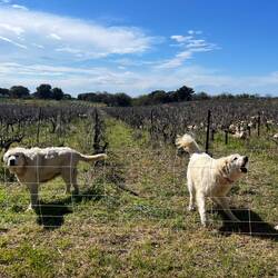 They are guarding a vineyard full of sheep!