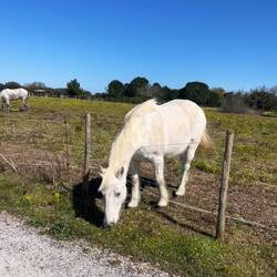 Totally unfazed by the barbed wire.
