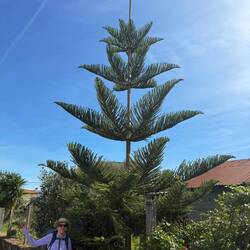 Not sure if this is a type of palm tree?