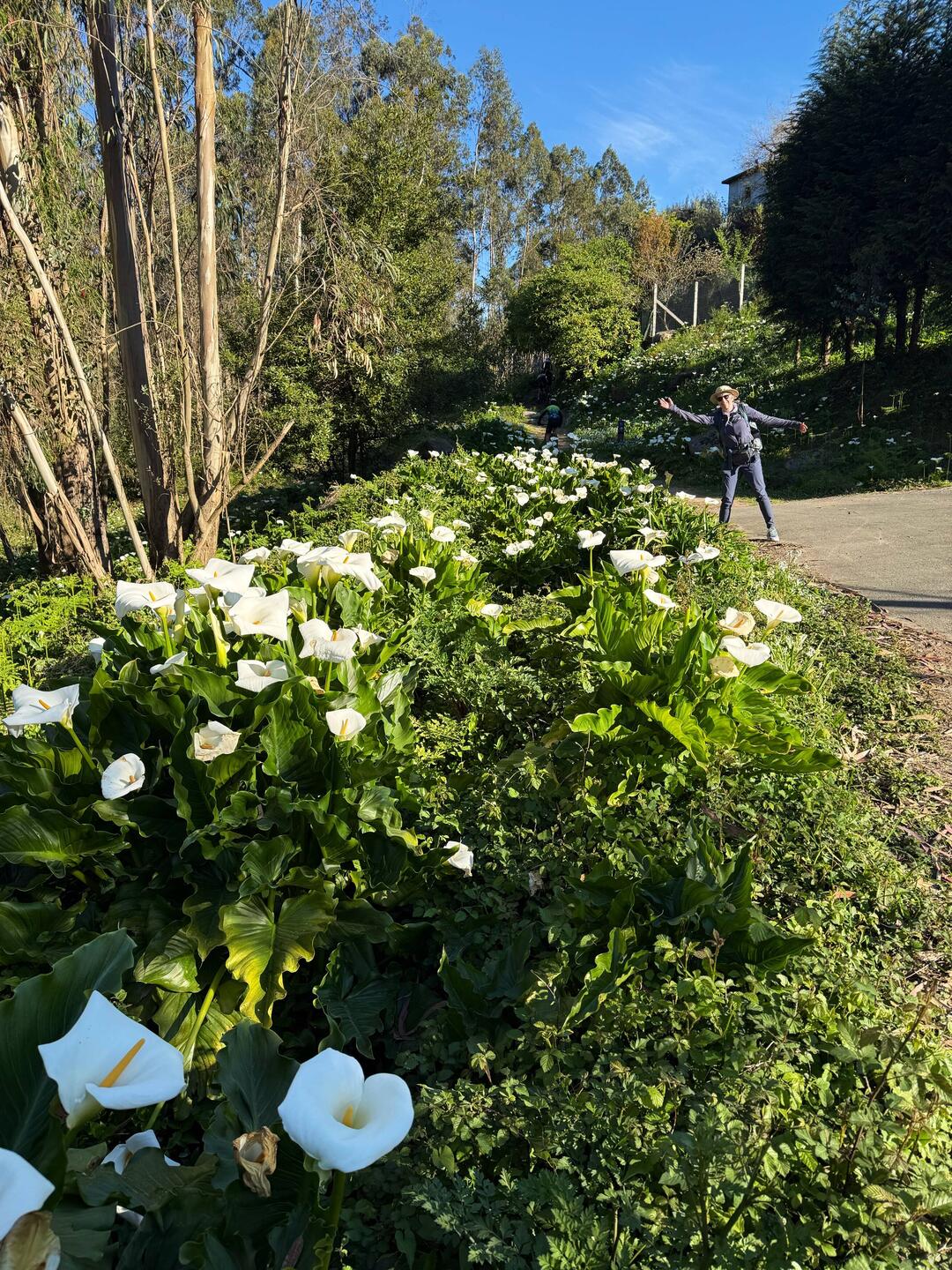 Tons of wild calla lilies!