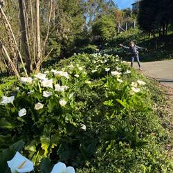 Tons of wild calla lilies!