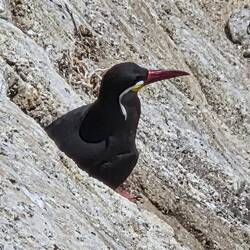 Trotz Strand und Urlaubshochburg, überall Tiere. Seelöwen, Pelikane, Kormorane usw.