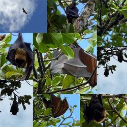 BATS EVERYWHERE- mind their own business