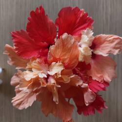 Blüten des gefransten Hibiskus (Hibiscus schizopetalus)