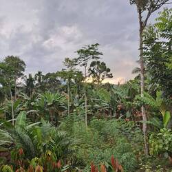 Sonnenuntergang im Dschungel