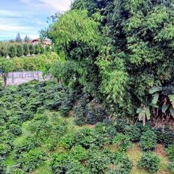 Im Garten wird Kaffee angebaut