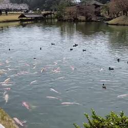 Las carpas tienen a los patos marginados