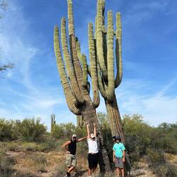 Die riesigen Saguaros, jeder ist einzigartig