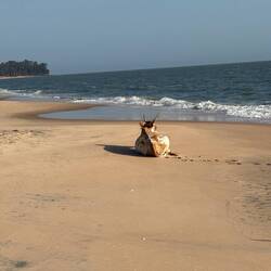 Kuh - ler Strand 🤣🤣