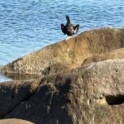 Kormoran trocknet seine Flügel