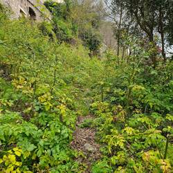I missed the entrance to this overgrown path - no surprise