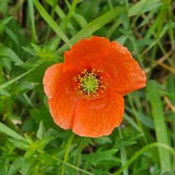 My first poppy
