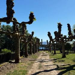 Are these Crepe Myrtle's?