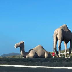 Kamele auf einem Verkehrskreisel