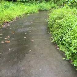 VIDEO- INTO THE WOODS