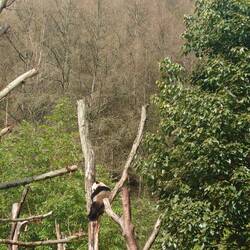 Baby panda against the reserve