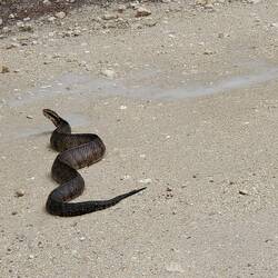 Sur la route ! Et moi qui marchais sur les bords herbeux à la recherche du croco 🤔