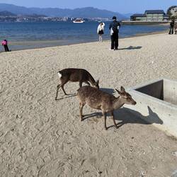 Die Rehe leben hier "wild".