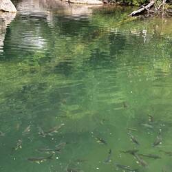 So many fish in the river