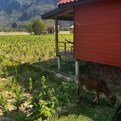 Cows take care of the grass hehe