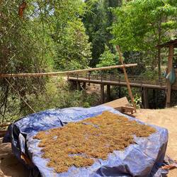 Drying the tobacco