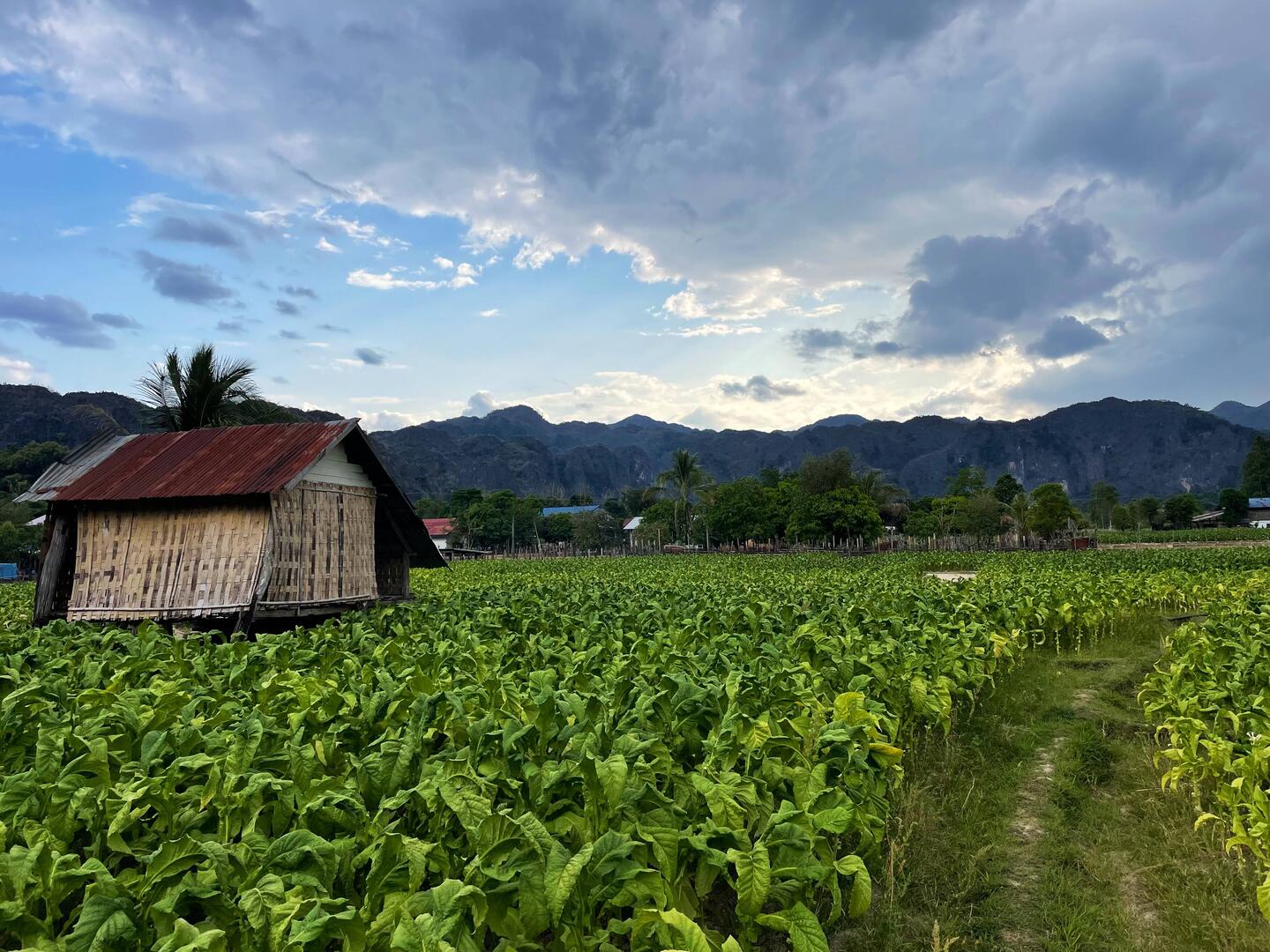 Tobacco is such a pretty plant