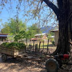 Freshly harvested Tobacco