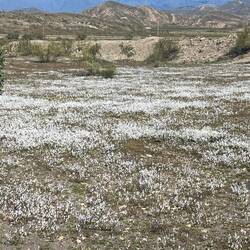 Märchenhafte Blütenteppiche aus weiß-lila Veilchen