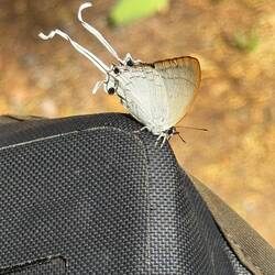 We saw so many butterflies in the park. This one, a Common Imperial, landed on my bike.