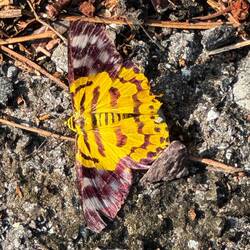 A false tiger moth. It's true. A day flying moth!