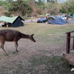 Doh! A deer, a female deer, drops by to sniff out our cooking