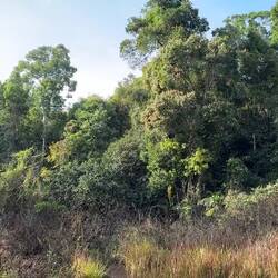 In a lush clearing, surrounded by trees, we stood and listened. Two hornbills take flight.