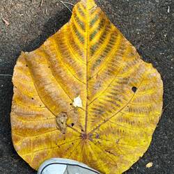 Huge leaves!