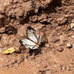 Salty drink for a Common Mapwing butterfly