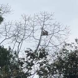 Gibbons!! The White handed gibbon and the Pileated gibbon are the two species that inhabit Khao Yai.