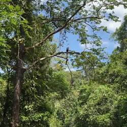 A magnificent (and doesn't he know it!) Wreathed Hornbill