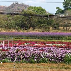 The area is known for growing flowers for sale.