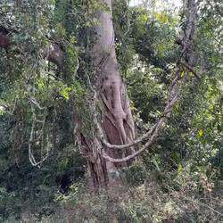 Huge beautiful trees.
