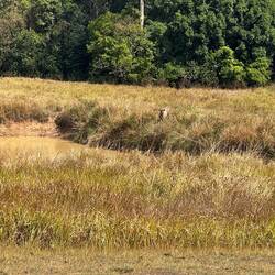 Spot the deer