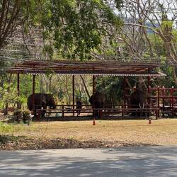 In contrast, once back in reality, we were hit by the sadness of captive elephants.