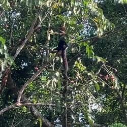 A Giant Black Squirrel - one of the largest squirrels in the world - searches for food