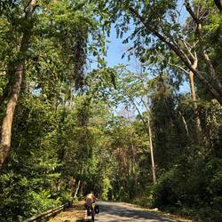 It was wonderful cycling through rainforest listening to all the sounds.