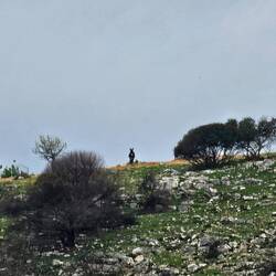 A donkey on top of the hill watching me